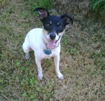 Cute Toy Fox Terrier dog looking at you