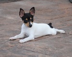 Cute Toy Fox Terrier dog