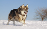 Cute Utonagan dog