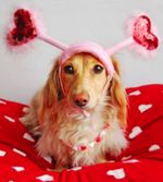 Cute Valentine's Day dachshund