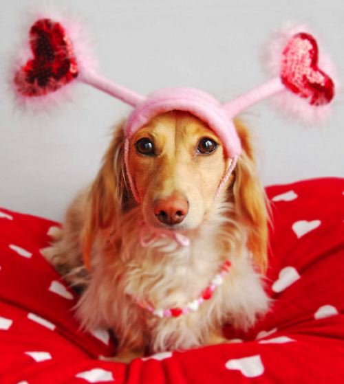 dachshund valentines day