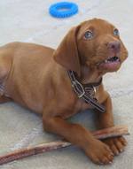 Cute Vizsla puppy