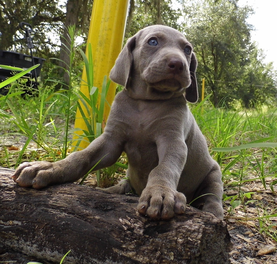 Симпатичный щенок веймаранера фото
