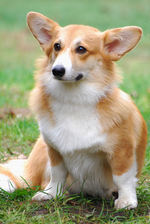 Cute Welsh Corgi Pembroke dog