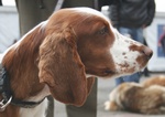 Cute Welsh Springer Spaniel dog facce