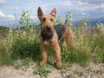 Cute Welsh Terrier