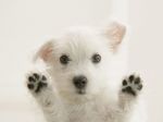 Cute West Highland White Terrier looking at you