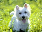 Cute West Highland White Terrier