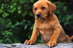Cute Dachsbracke puppy