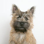 Cute wheaten Cairn Terrier dog picture