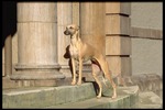 Cute Whippet dog