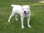 Cute white Alapaha Blue Blood Bulldog