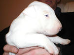 Cute white Bull Terrier puppy