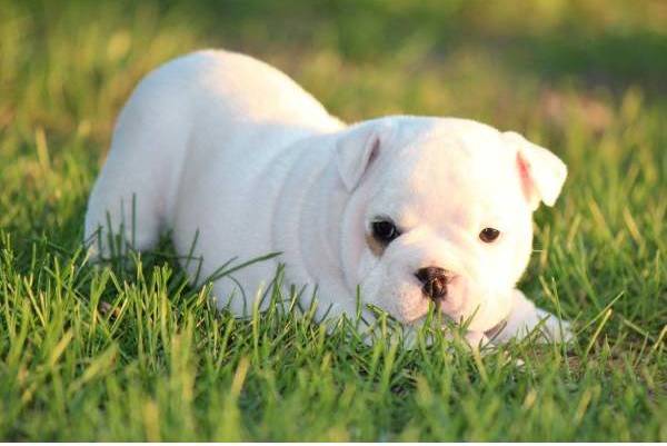 Симпатичный щенок белого английского бульдог а фото