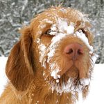 Cute Wirehaired Vizsla dog with snow face