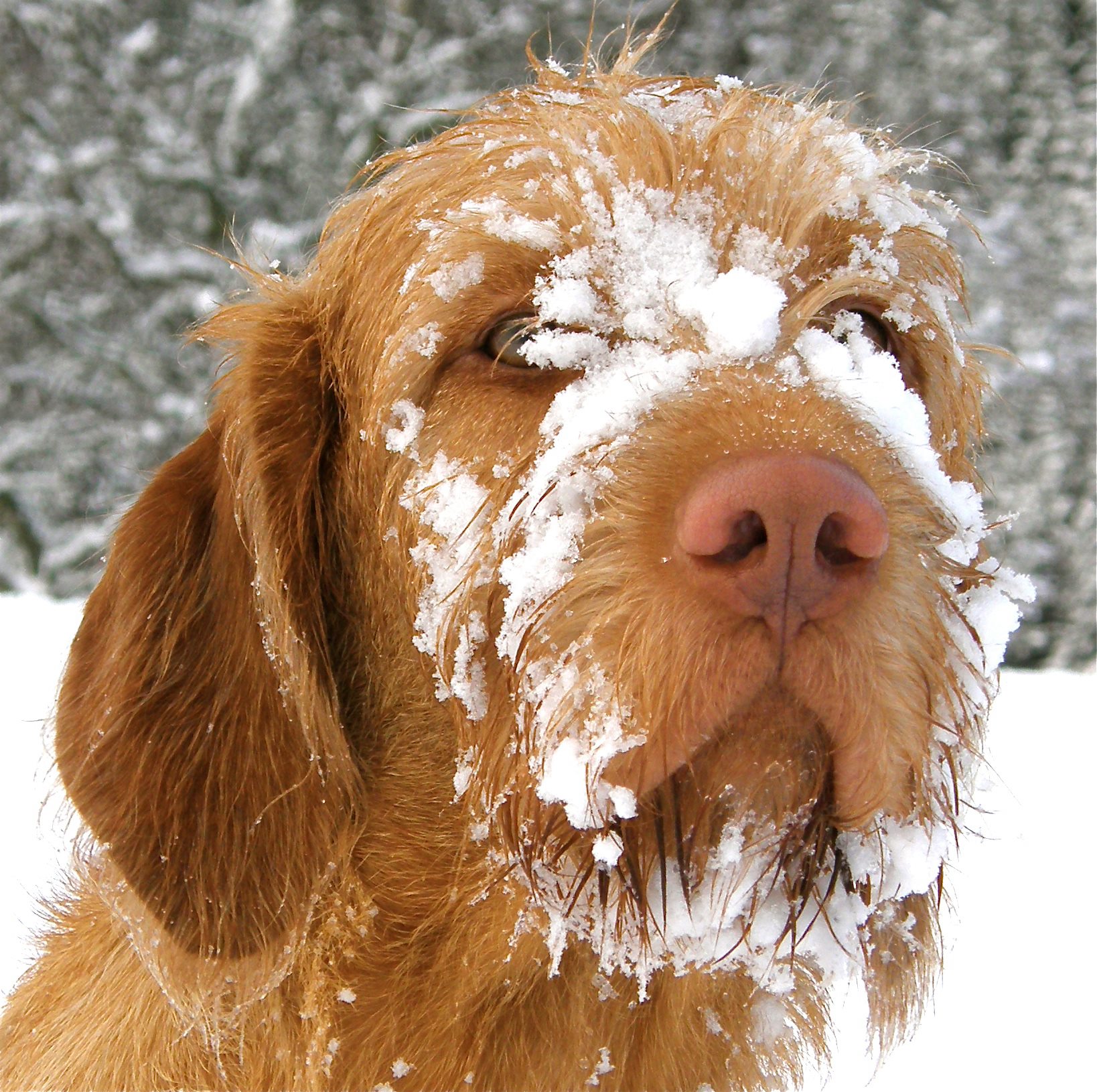 Cute Wirehaired Vizsla dog with snow face wallpaper