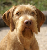 Cute Wirehaired Vizsla dog