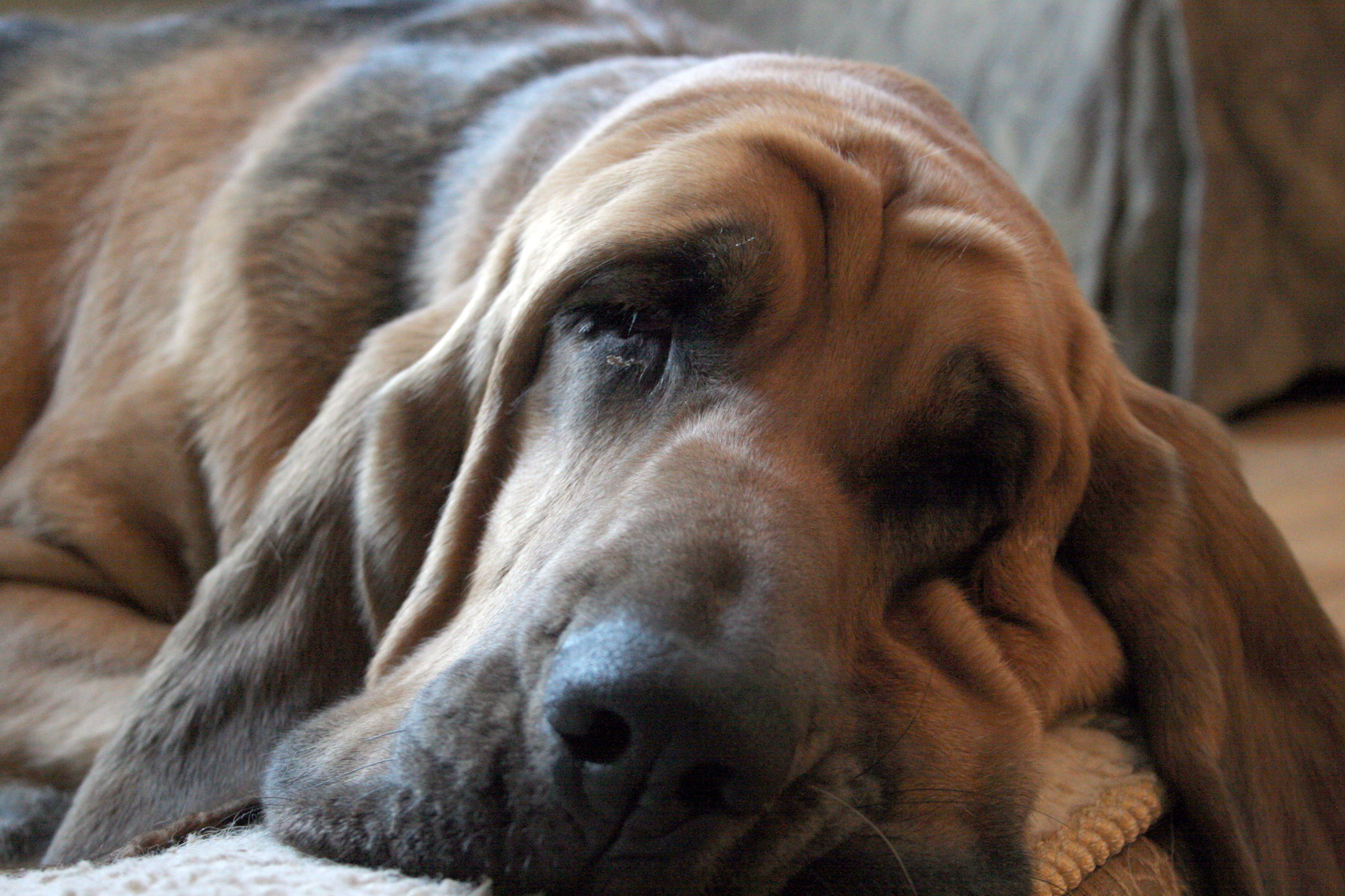 Cute wrinkled Bloodhound face wallpaper