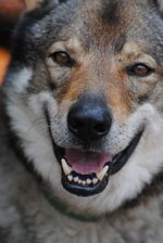 Czechoslovak Wolfdog face