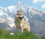 Czechoslovak Wolfdog in nature