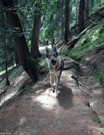 Czechoslovak Wolfdog in the forest