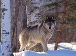 Чехословацкая волчья собака в снегу