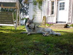 Czechoslovak Wolfdog in the yard