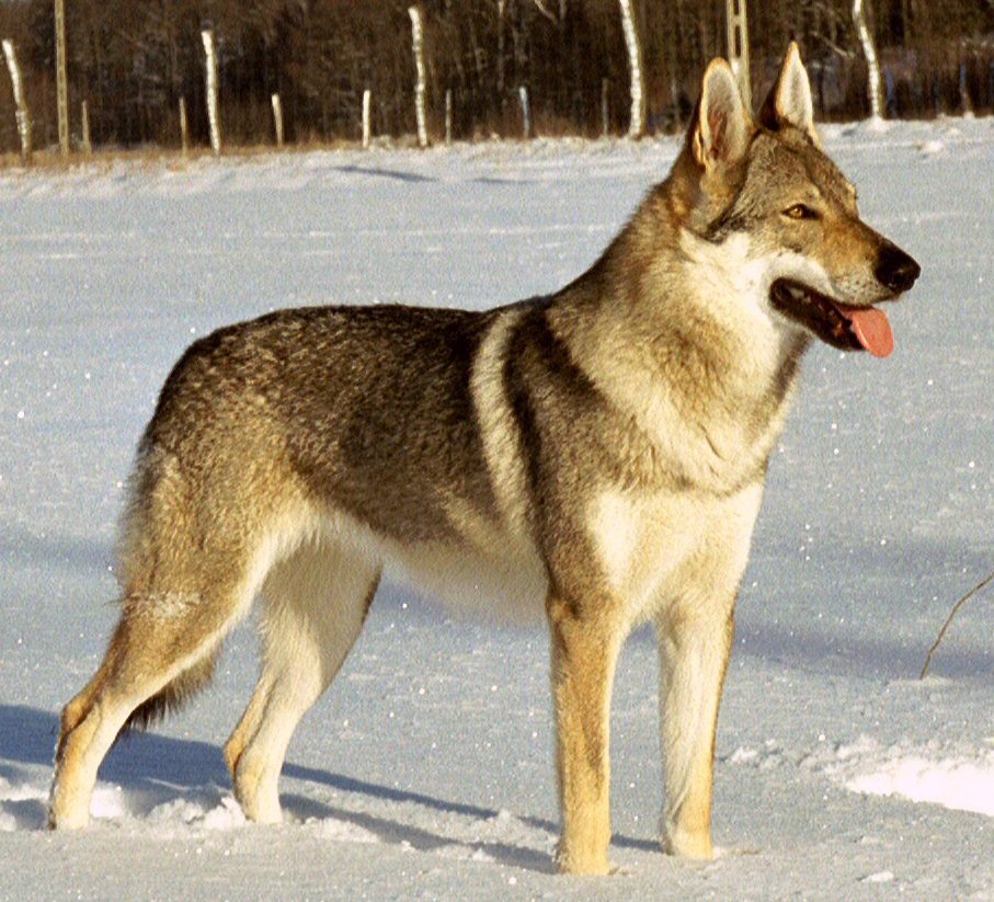 Czechoslovak Wolfdog wallpaper