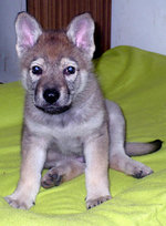 Czechoslovak Wolfdog puppy