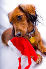 Dachshund and Christmas cap