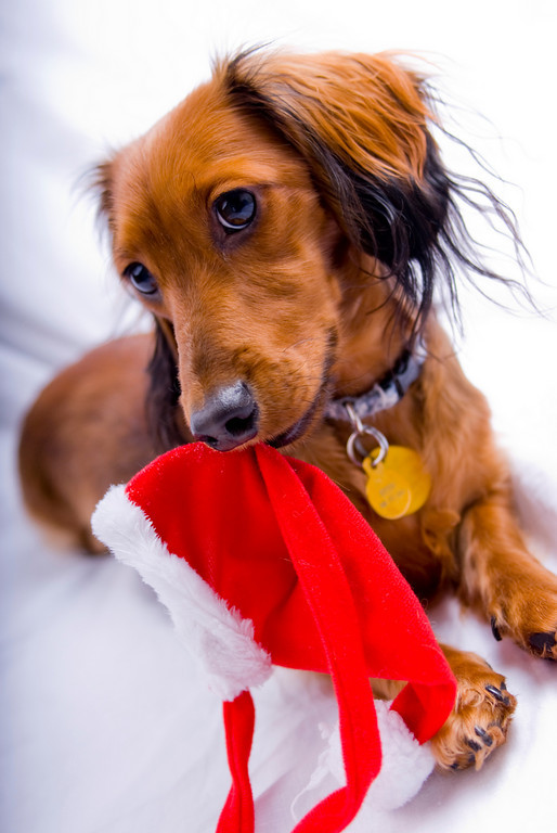 Dachshund and Christmas cap фото