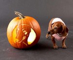 Dachshund and pumpkin