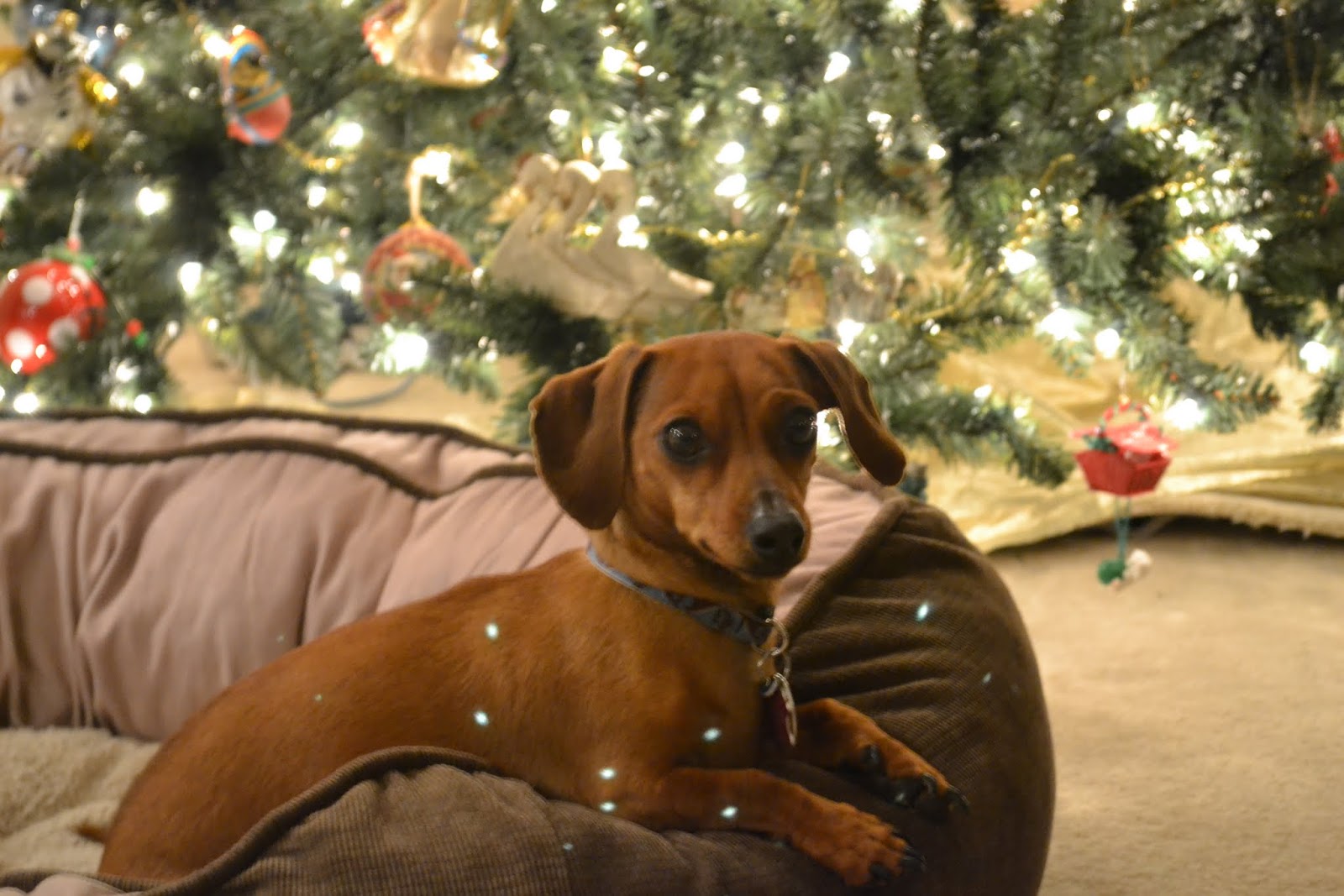 Dachshund at the Christmas tree фото