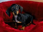 Dachshund dog in a red basket