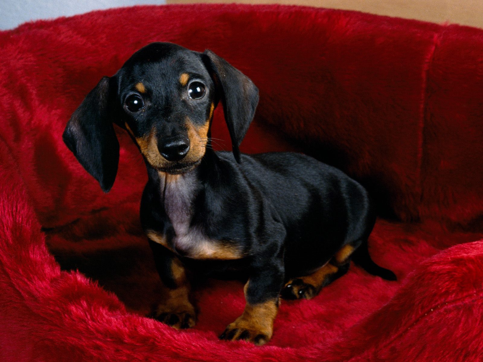 Dachshund dog in a red basket wallpaper