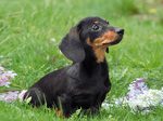 Dachshund dog in the grass