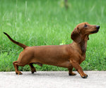 Dachshund dog side view