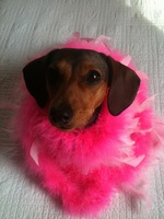 Dachshund Valentine