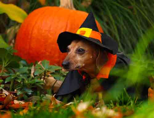 Dachshund witch фото