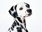 Dalmatian dog portrait