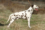 Dalmatian dog side view