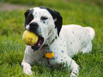 Dalmatian dog with ball