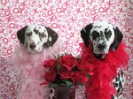 Dalmatian dogs married couple