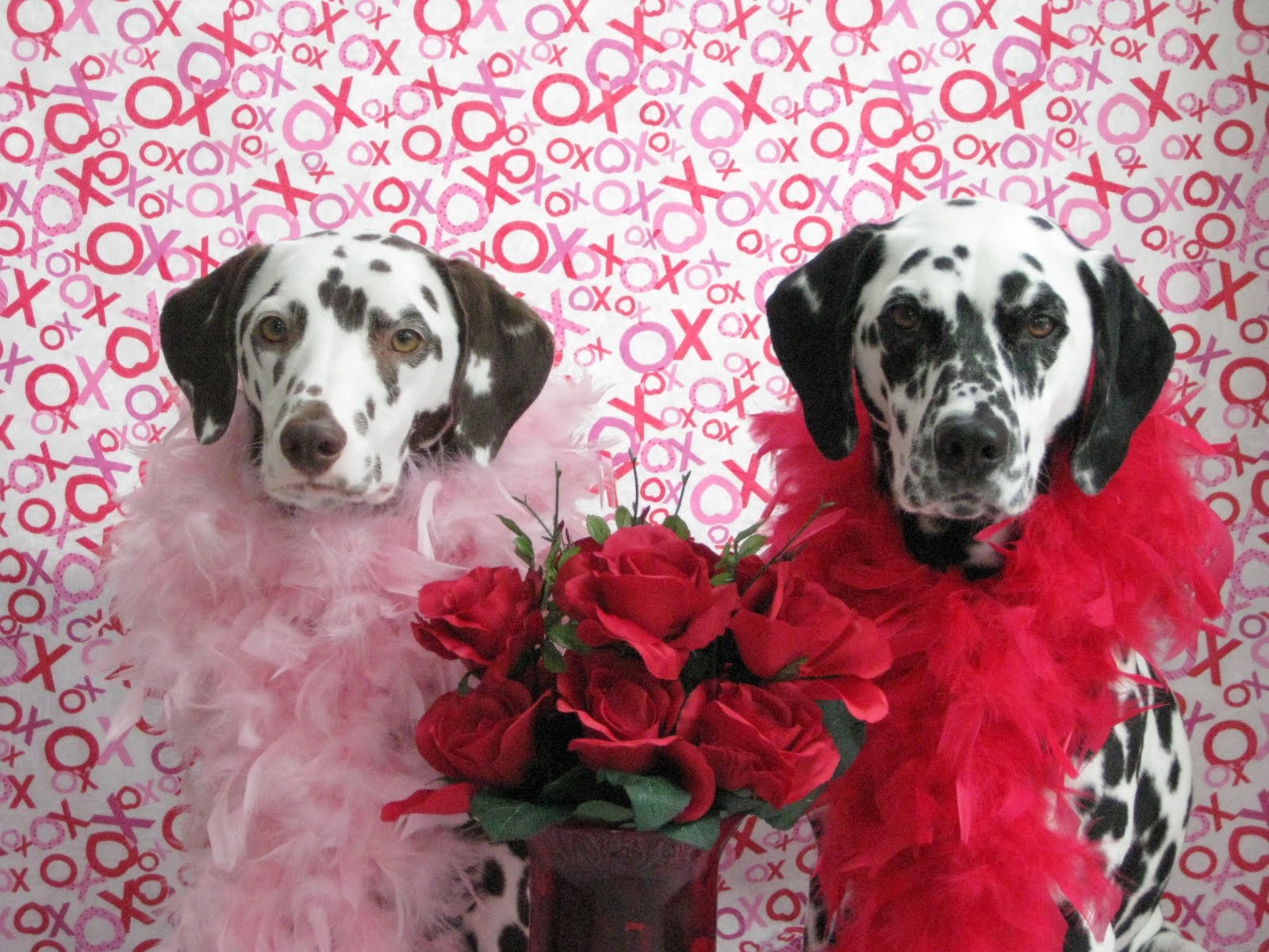 Dalmatian dogs married couple фото