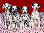 Dalmatian dogs sweet