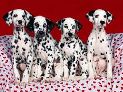 Dalmatian dogs sweet фото