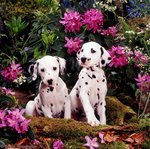 Dalmatian puppies in flowers