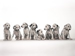 Dalmatian puppies