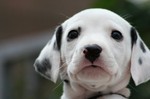 Dalmatian puppy face