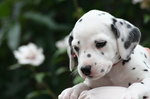 Dalmatian puppy